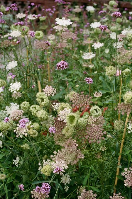 The wildflower-style gardens at The Bradley Estate in full bloom.